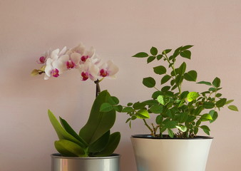 Home flowers  light background. White orchid and green home plants.