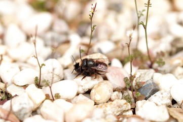 Horned Mason Bees female and male (Osmia cornuta) mating on the stone pebbles ground, the smaller male sits on top.