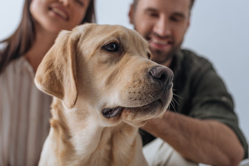 Selective focus of golden retriever looking away near happy couple isolated on grey