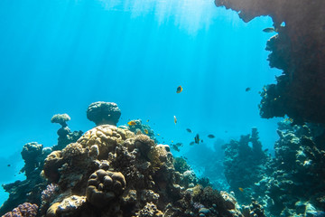 Coral Reef And Tropical Fish In Red Sea, Egypt. Blue Turquoise Clear Ocean Water, Hard Corals And Rock In The Depths, Sun Rays Shining Through Water Surface, Underwater Diversity.