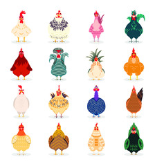 A group of cute and funny chickens standing
