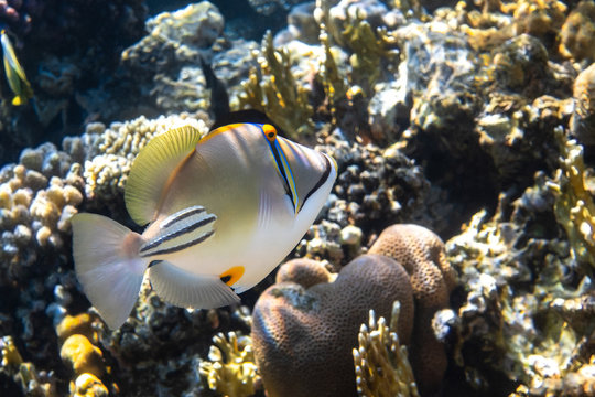 Arabian picassofish (Rhinecanthus assasi, triggerfish) in a coral reef in Red Sea, Egypt. Unusual tropical bright fish in blue ocean lagoon water. Close up, side view. Underwater photo.