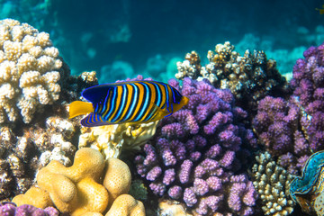 Royal Angelfish (regal angelfish) in a coral reef, Red Sea, Egypt. Tropical colorful fish with yellow fins, orange, white and blue stripes in blue ocean water. Underwater beautiful diversity.