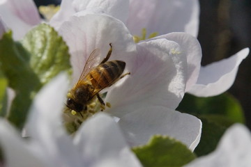 Biene beim bestäuben der Apfelbaumblühten am Bodensee in Nahaufnahme 