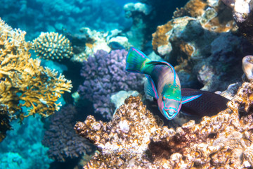 Queen Parrotfish in a coral reef, Red Sea, Egypt. Colorful bright tropical fish in blue ocean lagoon water.