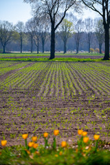 Spring farm field with young shoots if corn plants in sunne day