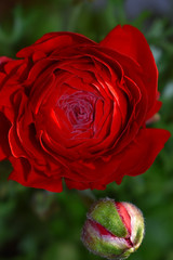 First red bloom in the spring