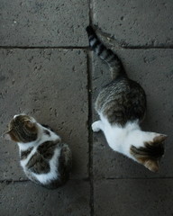 dwa koty  © Joanna