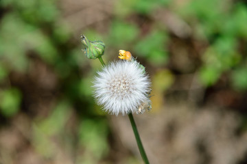 Detail of the parachute ball of a dandelion with blurred background