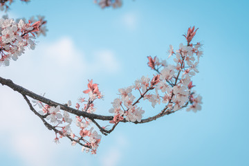 Pear Blossom