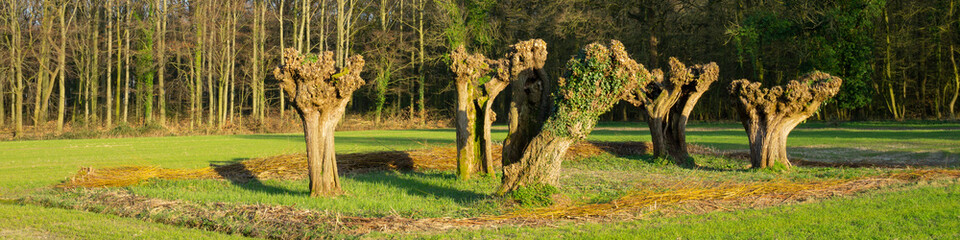 Kopfweiden nach dem Rückschnitte, Weide (Salix), Kurler Busch, Dortmund, Ruhrgebiet, Nordrhein-Westfalen, Deutschland, Europa