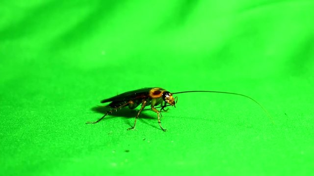 cleaning of cockroach mustache green screen