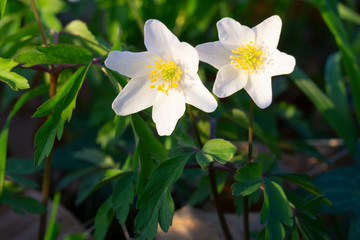 Buschwindröschen (Anemone nemorosa), Nordrhein-Westfalen, Deutschland, Europa