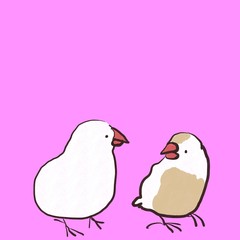 向き合う白文鳥とクリーム文鳥　セット　背景カラー
