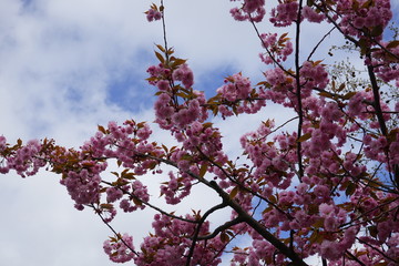 Rosa Kirschblüten vor Wolken und blauem Himmel