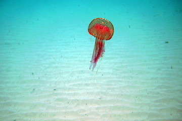 Meduza  © Krzysztof