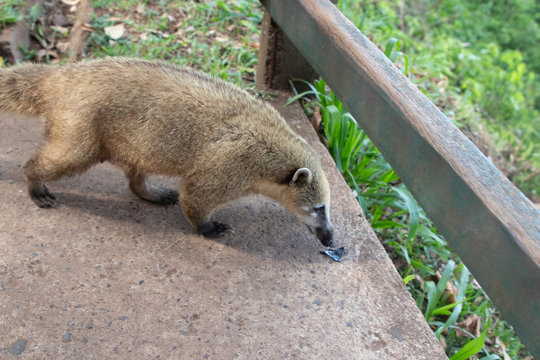 graxaim, animal selvagem