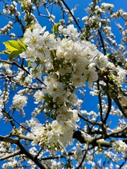 cherry tree blossom