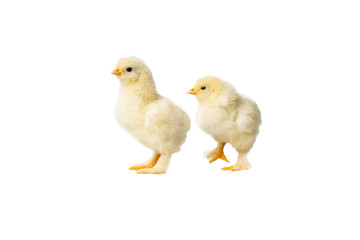 Young fluffy yellow Easter Baby Chickens standing Against White Background