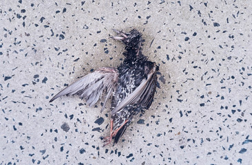A big dead sea bird washed up on a step on a polluted beach, after an oil spill in the sea. Marine...