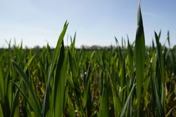 Junge Getreide Pflanzen
