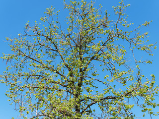 Young Turkish hazel (Corylus colurna) with slender and conical crown, straight trunk, pale grey-buff bark with corky texture