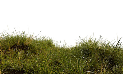 Wiesengras vor weißem Hintergrund
