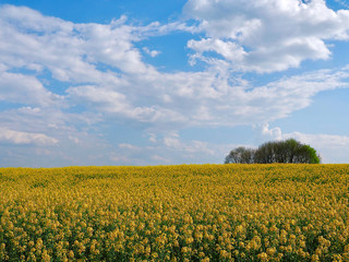 Beautiful blomming rape field in Aachen