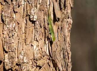 Green Anole Lizard on tree trunk in Georgia.