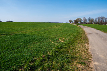 green field with wheat in spring with trees in background