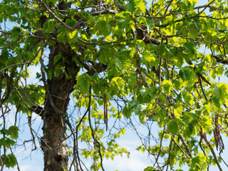 (Corylus colurna) Turkish hazel or Turkish filbert, ornamental tree with branches covered of first...