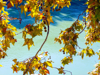 autumn leaves on the background of the river