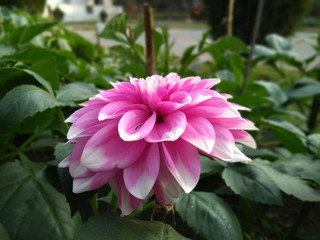 Pink dalia blossoms in the garden