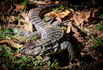 animal selvagem lagarto