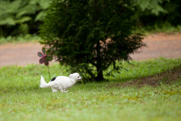 Cute long hair Chihuahua running on the grass outside in the summer time.