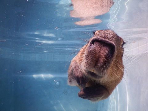 capybara swimming