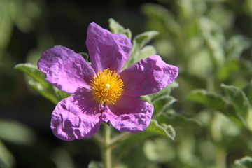 Rosa Cistrose - Cistus incanus