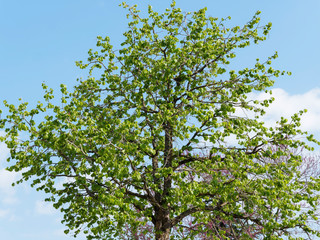 Young Turkish hazel (Corylus colurna) with slender and conical crown, straight trunk, pale grey-buff bark with corky texture