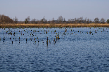 Birkenstämme im Moor