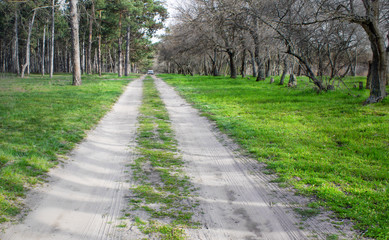 Fototapeta na wymiar The road in the forest.