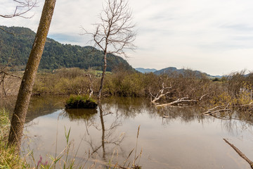 View from the Europe protected area of ​​the Bleistätter Moor at the Triebelmünd in the Ossiacher See Austrian Alps