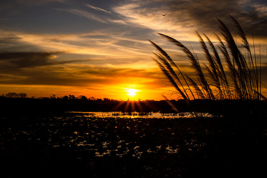 Imagen de un pantano con el sol de fondo al atardecer/ amanecer