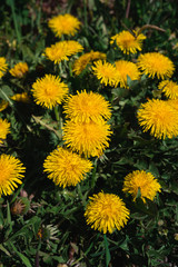 yellow dandelions bloom in the meadow, green spring meadow, many dandelions