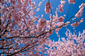 it blooms the flowers of the cherry tree into a beautiful pink color