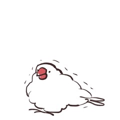 具合が悪くて体を膨らませて震える白文鳥