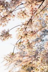 Close up of blooming tree with light pink flowers in the sunset light.