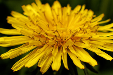 close up of yellow dandelion