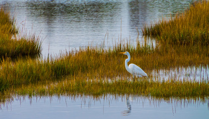Great White Egret (Ardea alba) in Salt Marsh, Assateague Island National Sea Shore, Maryland, USA