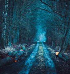 silent forest Stobrawski park krajobrazowy © Mateusz