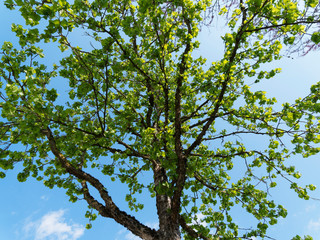 (Corylus colurna) Turkish hazel or Turkish filbert, ornamental tree with branches covered of first green leaves in early spring under a blue sky